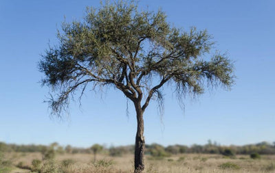 Quebracho Blanco